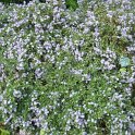 Ceanothus thyrsiflorus 'Repens'